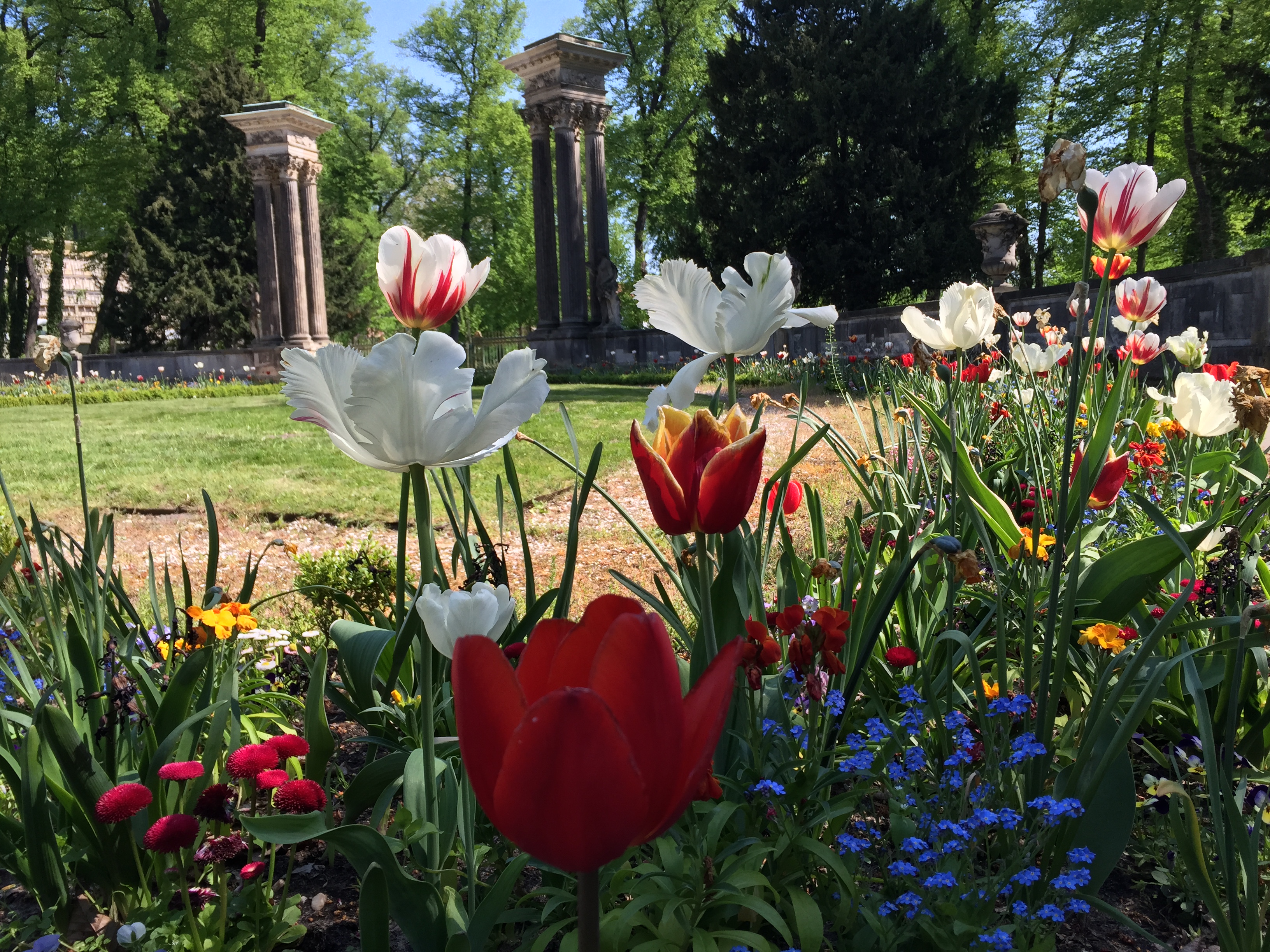 Kommen Sie nach Potsdam und erleben Sie die Blütezeit im Park Sanssouci!